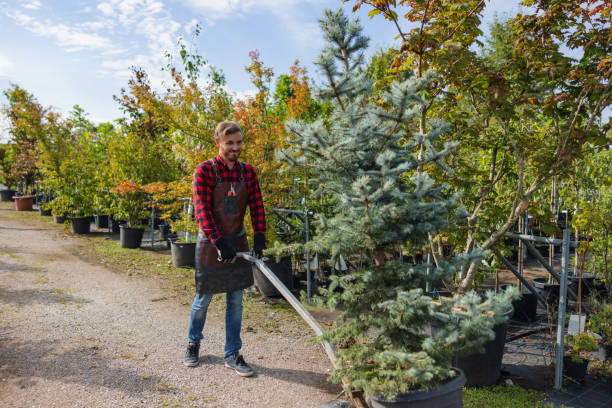 How Our Tree Care Process Works  in  Aetna Estates, CO