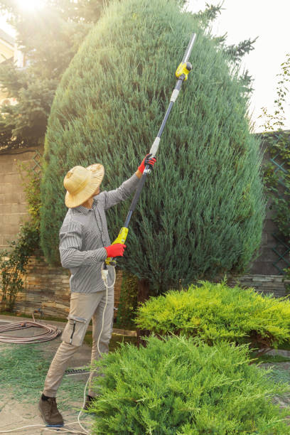 Best Organic Lawn Care Solutions  in Aetna Estates, CO