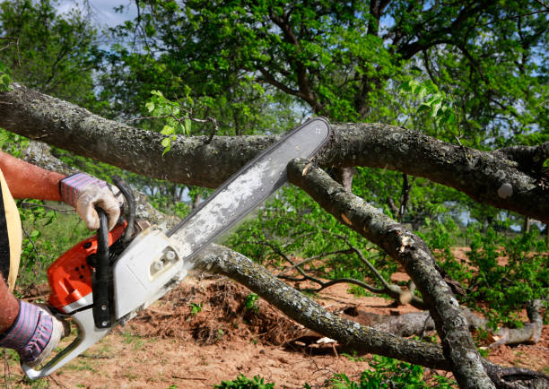 Aetna Estates, CO Tree Services Company
