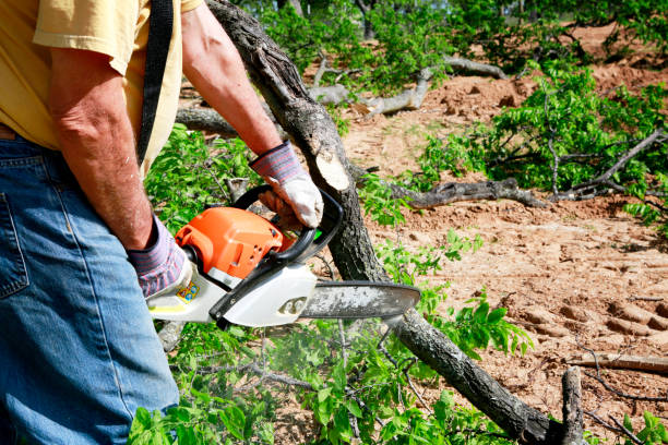 Lawn Drainage Solutions in Aetna Estates, CO